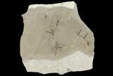Fossil Crane Fly Larvae - Green River Formation #94992-1